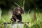 Labradoodle puppy in bucket