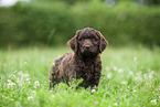 brown Labradoodle puppy on meadow