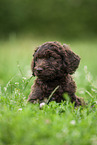brown Labradoodle puppy on meadow