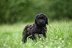 black Labradoodle on meadow