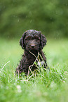 brown Labradoodle puppy on meadow