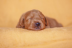 yellow Labradoodle puppy
