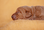 yellow Labradoodle puppy