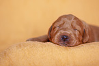 yellow Labradoodle puppy