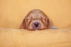 yellow Labradoodle puppy