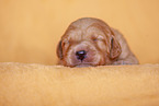 yellow Labradoodle puppy