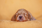 yellow Labradoodle puppy