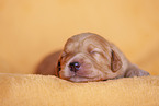 yellow Labradoodle puppy