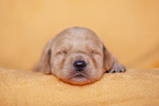 yellow Labradoodle puppy