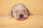 yellow Labradoodle puppy