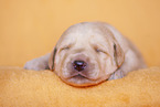 yellow Labradoodle puppy