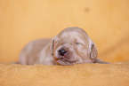 yellow Labradoodle puppy