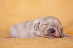yellow Labradoodle puppy