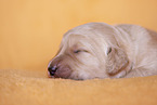 yellow Labradoodle puppy