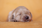 yellow Labradoodle puppy