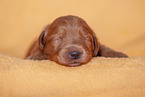 yellow Labradoodle puppy