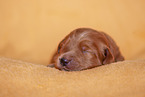 yellow Labradoodle puppy