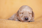 yellow Labradoodle puppy