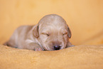 yellow Labradoodle puppy