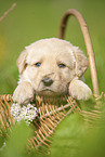 Labradoodle puppy in basket