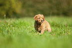 Labradoodle puppy on meadow