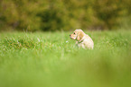 Labradoodle puppy