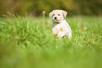 Labradoodle puppy on meadow