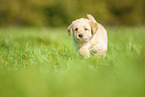 Labradoodle puppy on meadow