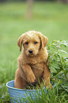 Labradoodle puppy in bucket