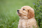 Labradoodle puppy portrait