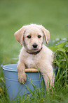 Labradoodle puppy in bucket