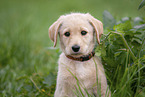 Labradoodle puppy portrait
