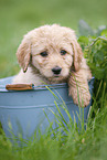 Labradoodle puppy in bucket
