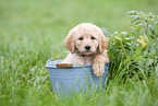 Labradoodle puppy in bucket
