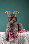 male brown Labradoodle