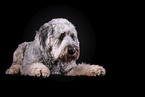grey Labradoodle in front of black background