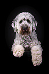 grey Labradoodle in front of black background