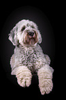 grey Labradoodle in front of black background