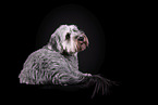 grey Labradoodle in front of black background