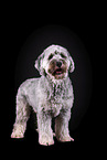 grey Labradoodle in front of black background