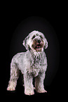 grey Labradoodle in front of black background