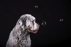 grey Labradoodle in front of black background