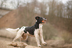 black-and-white Labradoodle