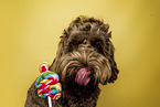 Labradoodle in studio