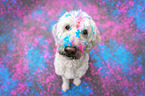 male Labradoodle