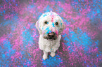 male Labradoodle