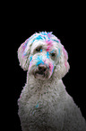 male Labradoodle