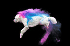 male Labradoodle