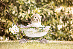 Labradoodle Puppy