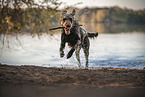 male Labradoodle